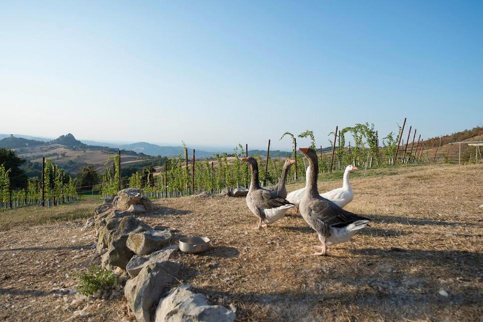 Fattoria Branciana Bed & Breakfast Rossena Eksteriør bilde
